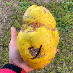 【訳アリ/規格外/傷あり】ドデカかりん 5個