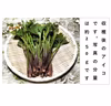 シャキシャキ食感No1の山菜 アイコ＜約500g＞