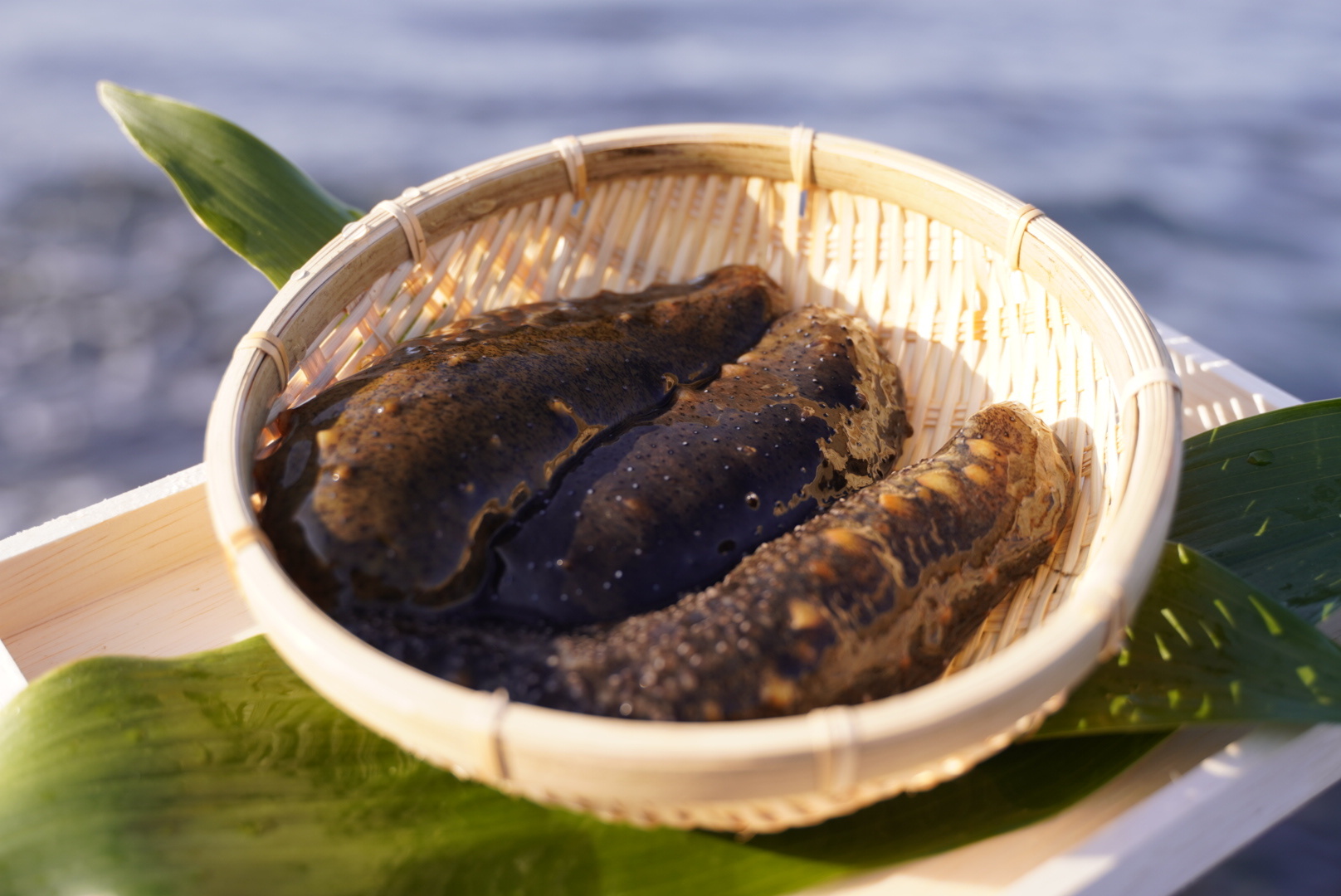 塩蔵なまこ(海鼠)1kg 塩蔵なまこ(海鼠)1kg 塩蔵なまこ(海鼠)1kg （塩蔵