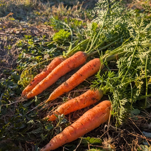 ✮自然栽培✮５寸人参・金時人参