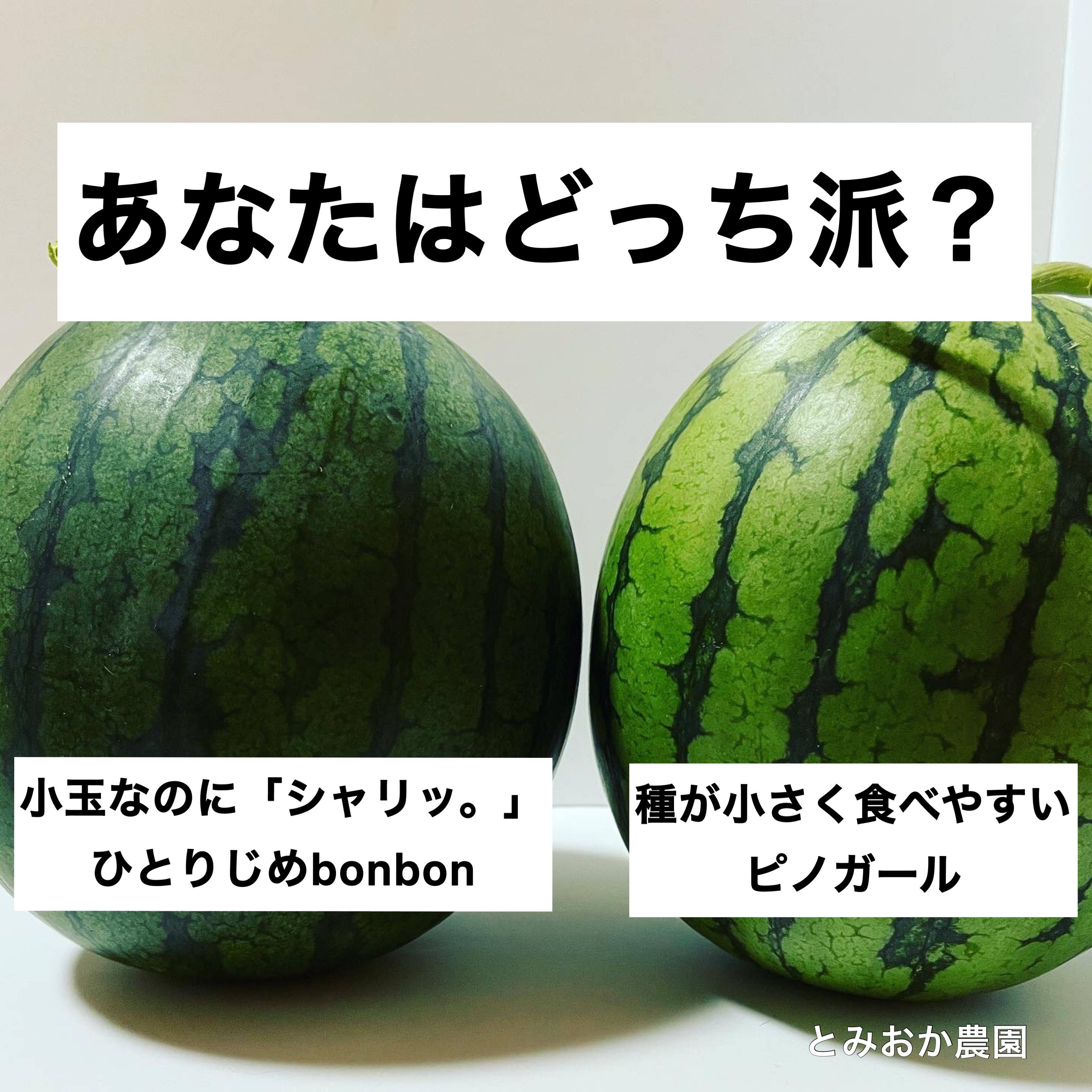 小玉スイカ食べ比べセット ピノガール ひとりじめbonbon 農家漁師から産地直送の通販 ポケットマルシェ