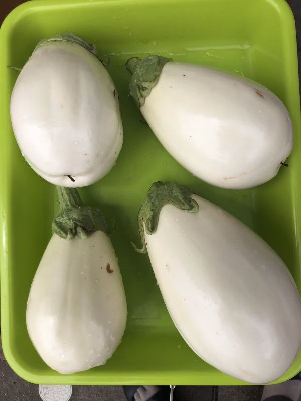 白ナス　とろーり旨ナス　農薬不使用　化学肥料不使用　除草剤不使用