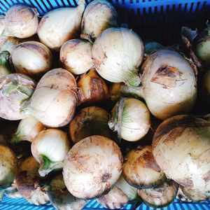 <数量限定>佐賀県　早生玉ねぎ！ちょっぴり訳ありお買い得！