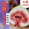 減農薬【常温発送】朝採り完熟いちじく　イチジク　希少　無花果　大阪　羽曳野