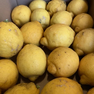 有機JAS レモン　和歌山県産　無肥料　無農薬　自然栽培