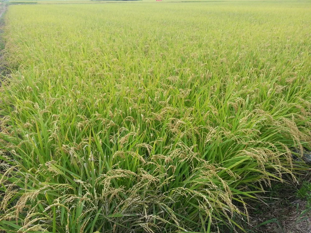 じんでんコシヒカリ7分精米５キロ