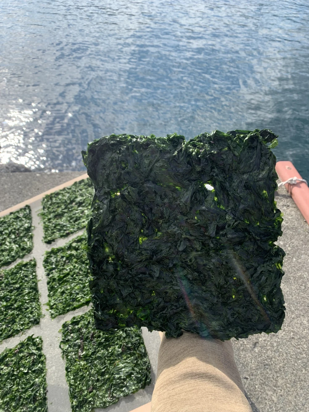 天然物　熱海産　あおさ　海藻　　海苔　アオサ