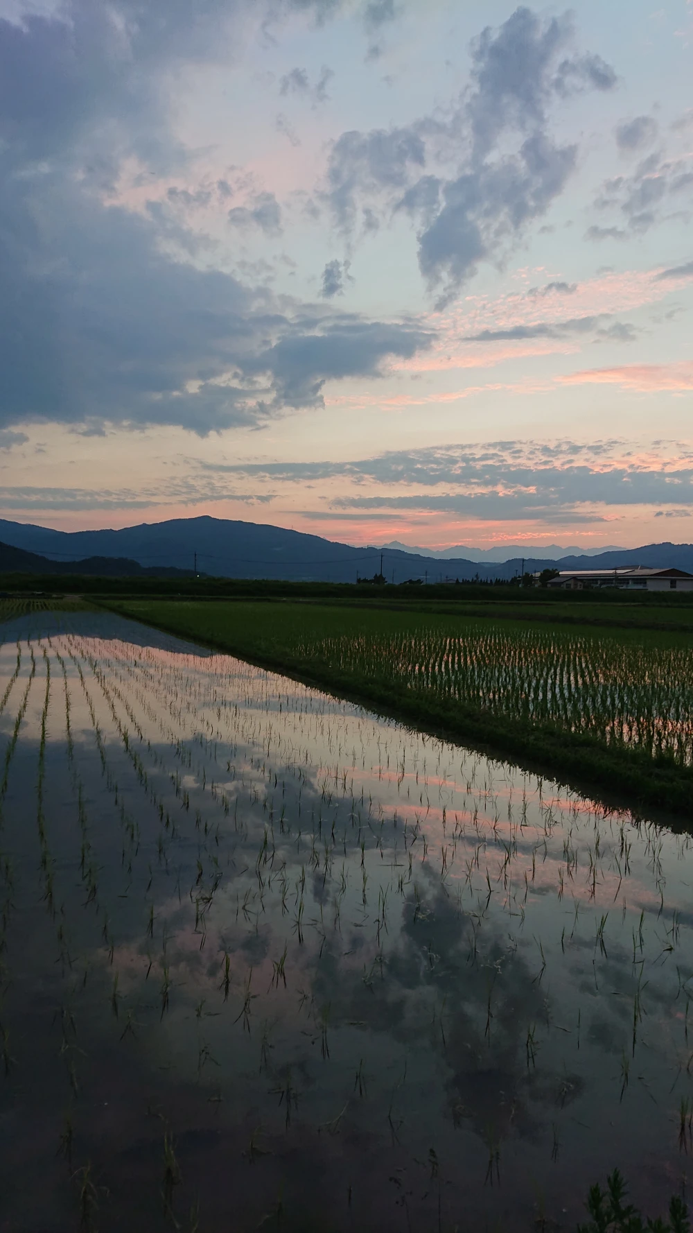 ☆新米☆ 信州産 特別栽培米「里田のはぜかけ米」