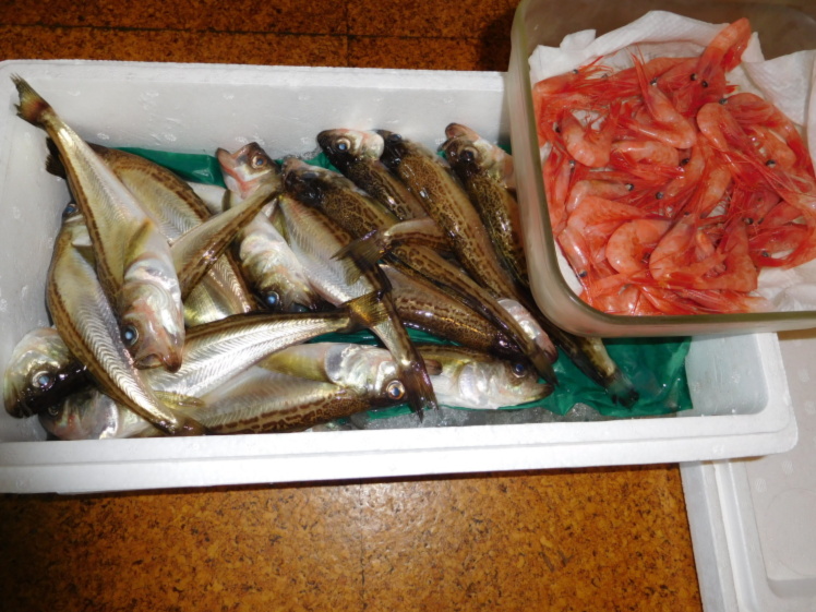 コラーゲンたっぷり のろげんげ 生 みずうお クニャラ 農家漁師から産地直送の通販 ポケットマルシェ