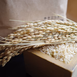 【自然栽培】ササニシキ　玄米〜令和7年・山形県鶴岡産〜
