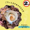 【とにかく大きめ‼️】 隠岐諸島産　漁師直送クリアな味わい サザエ　2キロ