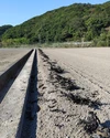 大好評、地層が違う淡路島、訳あり新玉ねぎ