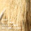 【天日掛け干し】山師のおひさま米/5㎏