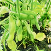 枝豆1kg 自然栽培 南房総鴨川産