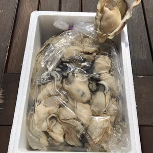 奥能登　里海の恵み　石川県穴水産　旨味が詰まった美味しい真牡蠣のむき身