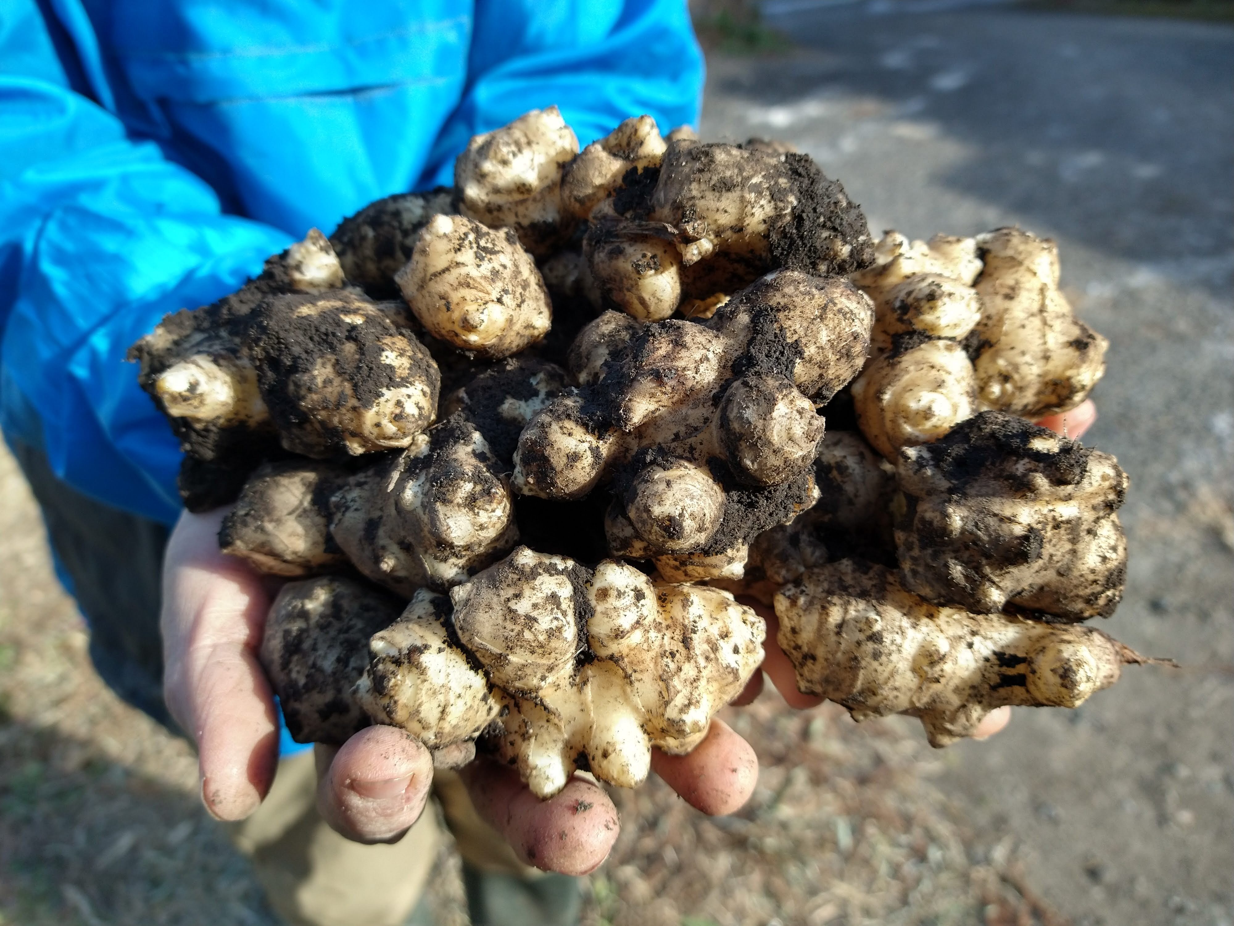 赤菊芋の種芋 完全無農薬栽培 - ダイエットフード