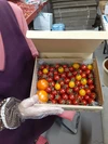 宮島農園の完熟ミニトマトと希少GABA2玉入り１kg
