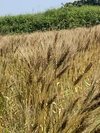 小麦の強力粉1kg  桜島の恵み無農薬 無肥料 除草剤不使用