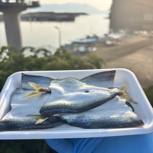 フライ、塩焼き用　小サバ‼️調理済み(開き)！1パック5匹入り！