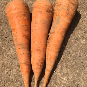 まっすぐな人参　2キロ
