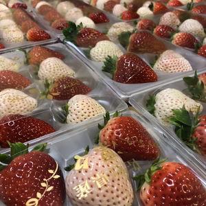 紅白いちご（240g×2）2セット