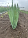 季節の旬の野菜セットMサイズ