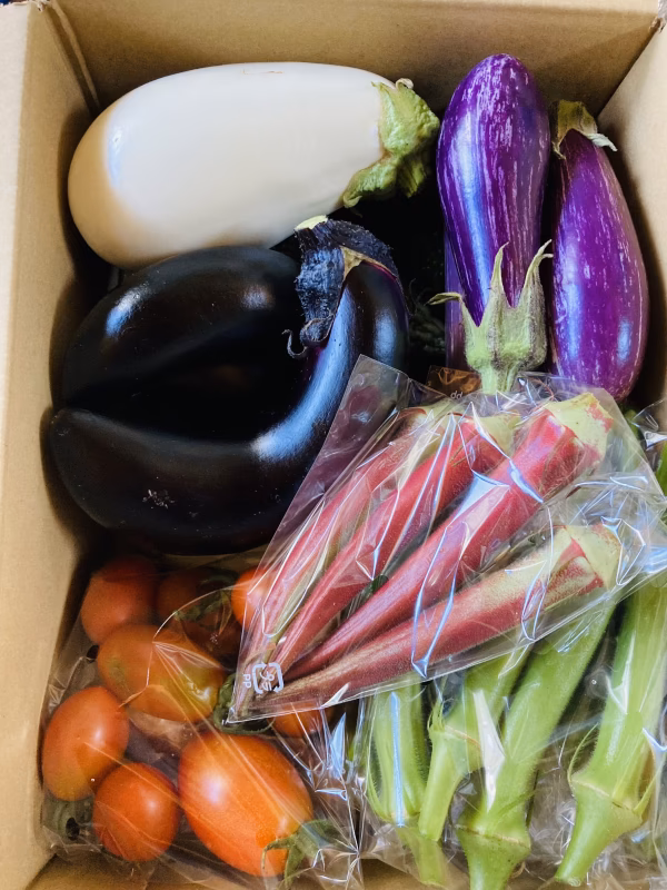 クール発送！農薬、化成肥料不使用！朝取り新鮮野菜セット　伝承野菜　最上赤にんにく