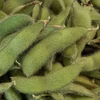 お客様の注文の日に収穫！農薬・肥料不使用の枝豆 フクユタカ　500g