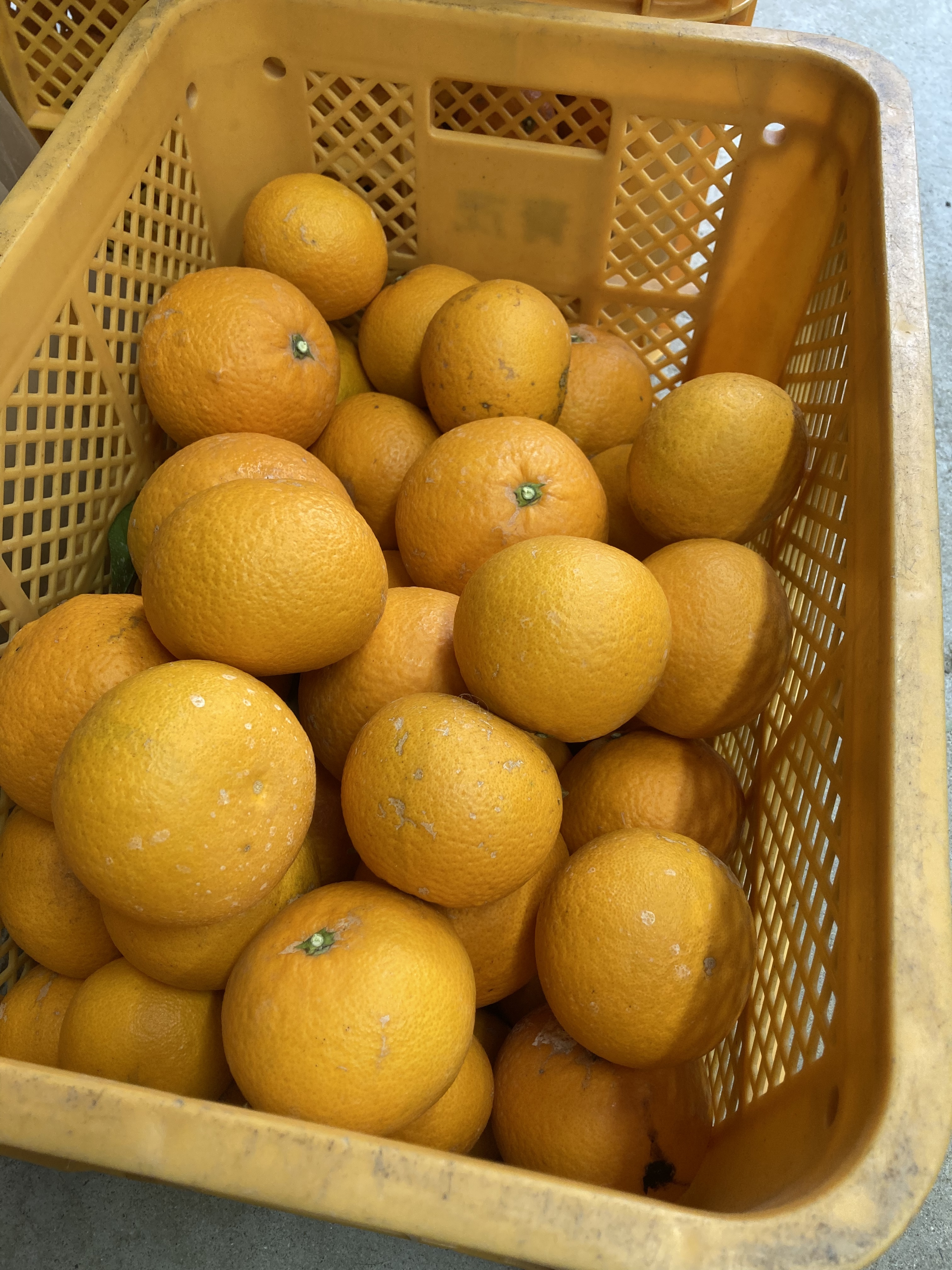 [産地直送]和歌山県産 家庭用ハッサク 大きめサイズ 約10キロ 家庭用のハッサク 大きめ 箱込み約10キロ