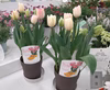 チューリップの鉢花１鉢～5鉢セットまで