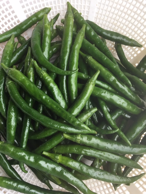 青唐辛子　フレッシュ　200g　　★レターパック　農薬不使用