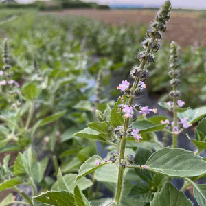 ホーリーバジルの花をいっぱい。(別名トゥルシー、カミメボウキ)