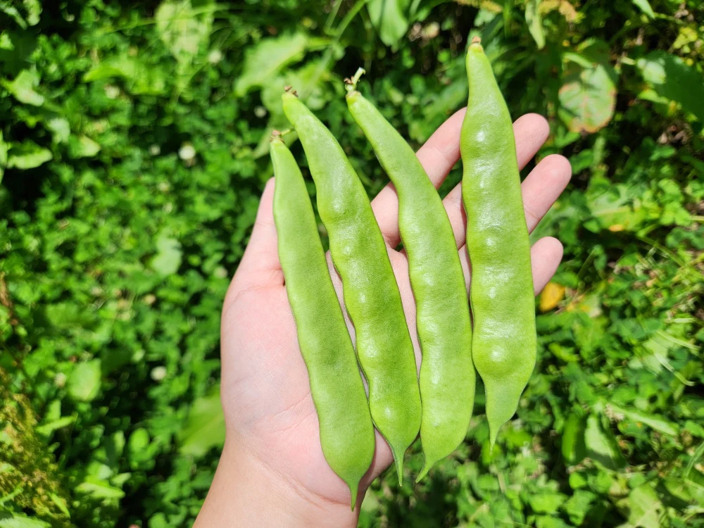 信州　冬野菜セット10品目【農薬・化学肥料不使用】