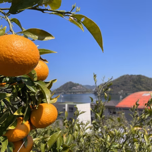 【農薬・肥料不使用】125年続く島の宝。整骨院院長が「植物のやる気」を引き出した