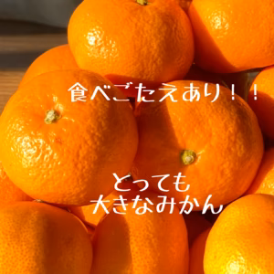2Ⅼ~3Ⅼサイズ　4㎏ 家庭用　山口岩国みかん 瀬戸内の恵み　　