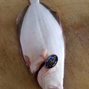 本日限定2❗イチマン❗船上神経〆ヒラメ　