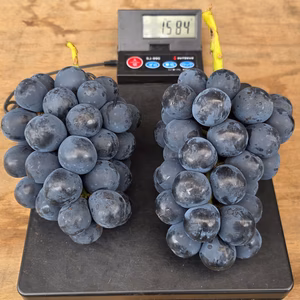 【大房】9/23・24日限定 【1.4kg以上】新鮮朝採り発送 ナガノパープル