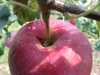 話題の新品種りんご　[シナノリップ]家庭用3kg