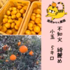 和歌山県有田産☆不知火　綺麗めな小さめサイズ　箱込み約5キロ