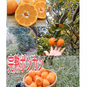 復活❣️越冬完熟！甘くウマい!手で剥けるポンカンみかん　サイズミックス