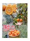 復活❣️越冬完熟！甘くウマい!手で剥けるポンカンみかん　サイズミックス