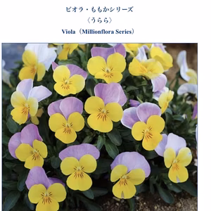 ビオラ★人気品種ももか★うらら
