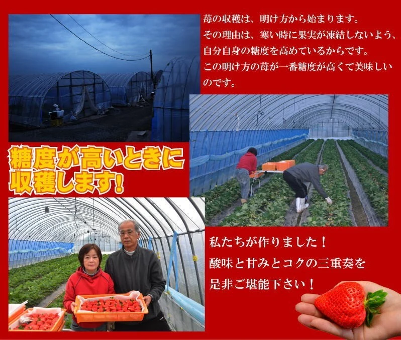 【特大】あまおう9〜15玉入×2箱 苺(いちご)イチゴの王様アマオウ