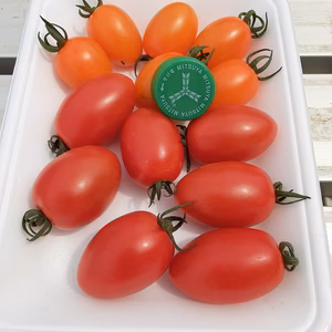 かまちゃん農園のミニトマトアイコ＆生キクラゲのセット　3セット限定❣