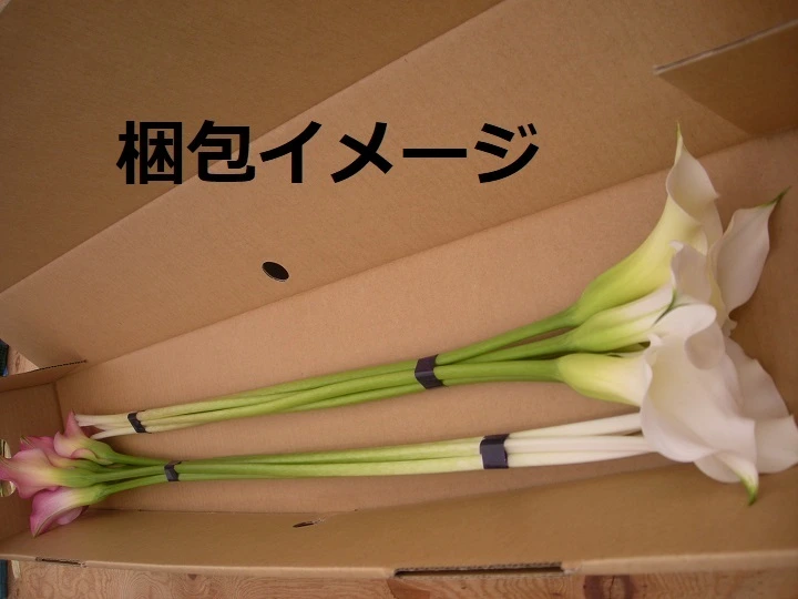 【予約販売】6月中旬以降発送　新潟県産　カラー切り花　