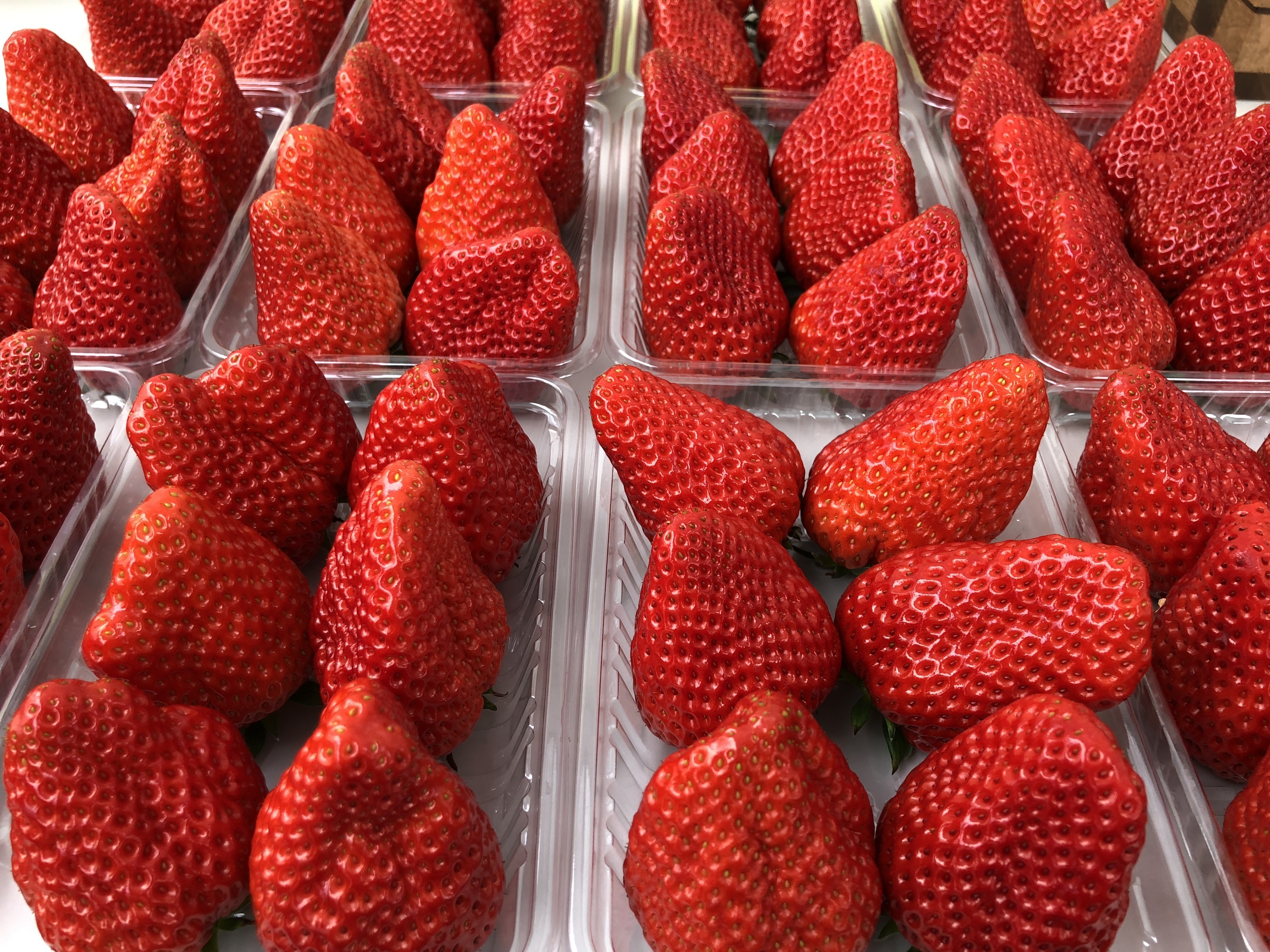 滋賀県蒲生郡竜王町｜株式会社NewBerry 高野いちご園｜マイキ ミツオ