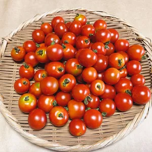 希少な自然栽培の【甘い】ミニトマト【ステラ】（1kg）