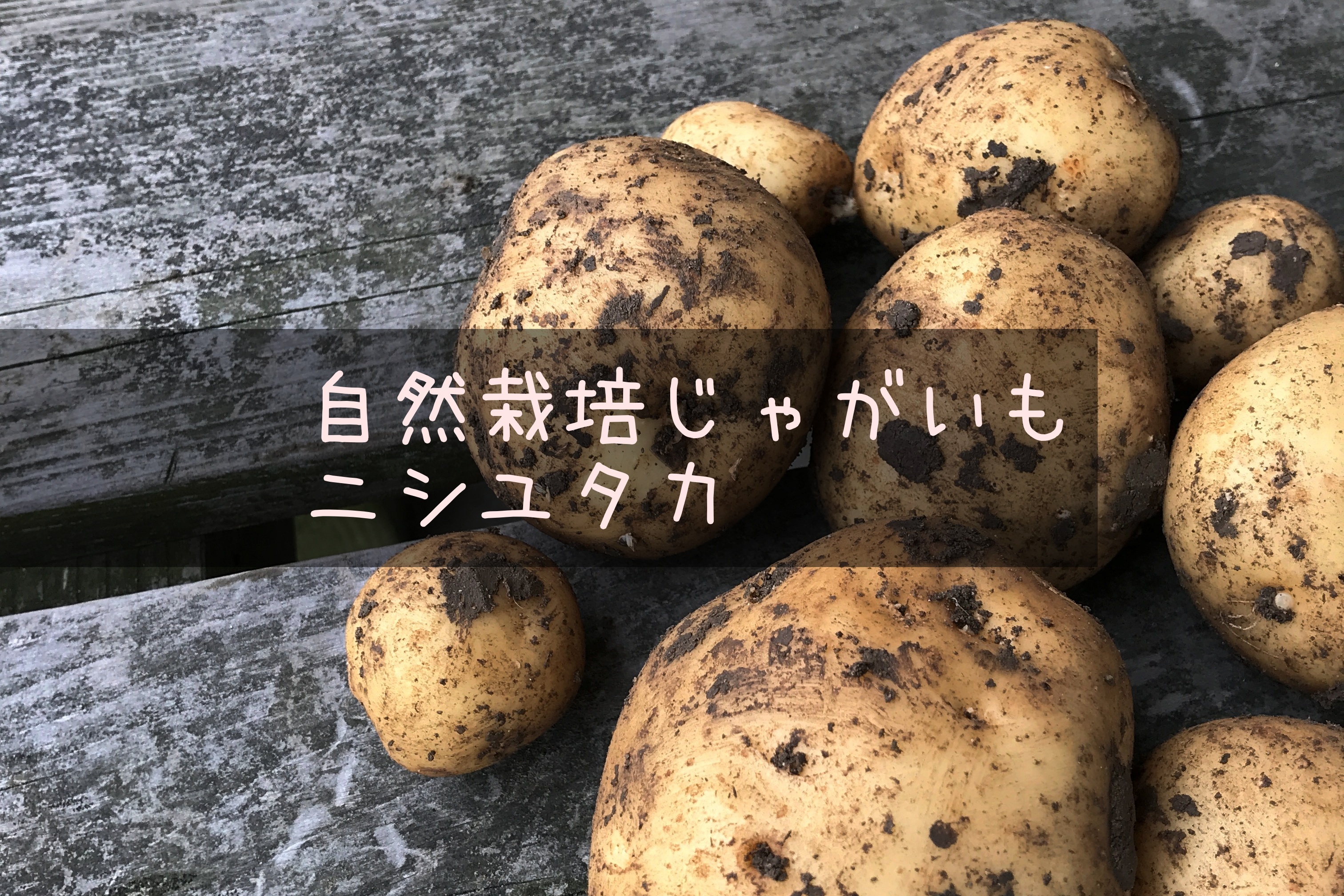自然栽培 新じゃがいも ニシユタカ 農薬 肥料不使用 ジャガイモ 農家漁師から産地直送の通販 ポケットマルシェ