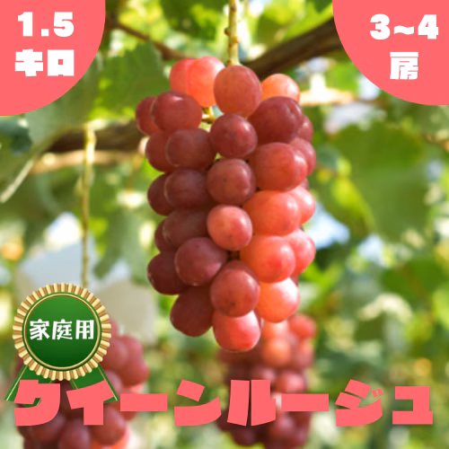 ◯9月上旬販売開始◯【家庭用】クイーンルージュ・1.5kg・2~4房