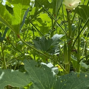 【自然栽培】オクラ　ねばねばで美味しい自家採種・固定種！